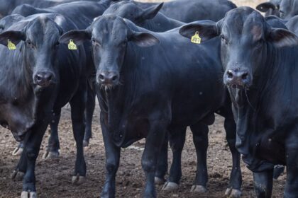 cmn-reduz-juros-de-financiamentos-a-cooperativas-rurais-pelo-pronaf