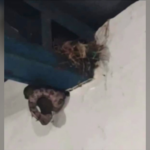 ‘que-perigo,-valei-me’,-diz-mulher-ao-filmar-cobra-comendo-passaro-em-saguao-de-escola;-assista