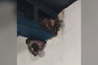 ‘que-perigo,-valei-me’,-diz-mulher-ao-filmar-cobra-comendo-passaro-em-saguao-de-escola;-assista