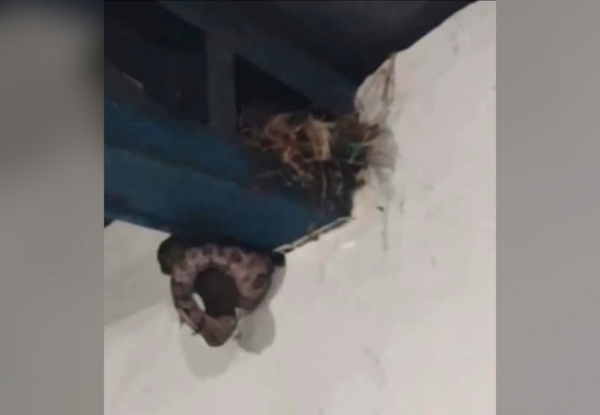 ‘que-perigo,-valei-me’,-diz-mulher-ao-filmar-cobra-comendo-passaro-em-saguao-de-escola;-assista