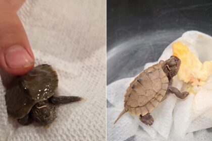 familia-pesca-robalo-e-descobre-filhote-de-tartaruga-vivo-dentro-dele-ao-preparar-almoco