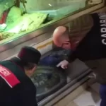anacondas,-pitons-e-ate-crocodilo-encontrados-em-cave-de-predio-na-italia