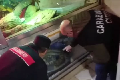 anacondas,-pitons-e-ate-crocodilo-encontrados-em-cave-de-predio-na-italia