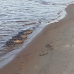 alerta-no-tocantin-resgates-de-animais-silvestres-crescem-40%-e-area-urbana-concentra-a-maioria-dos-incidentes