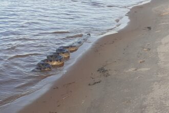 alerta-no-tocantin-resgates-de-animais-silvestres-crescem-40%-e-area-urbana-concentra-a-maioria-dos-incidentes