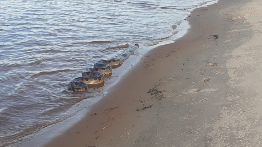 alerta-no-tocantin-resgates-de-animais-silvestres-crescem-40%-e-area-urbana-concentra-a-maioria-dos-incidentes