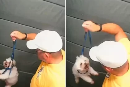 guarda-aposentado-agride-caozinho-dentro-do-elevador-em-sp;-video