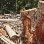 mpto-firma-termo-de-ajustamento-de-conduta-para-recuperacao-de-area-degradada-no-tocantins-e-impoe-obrigacoes-ambientais-a-proprietario-rural