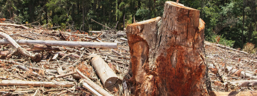 mpto-firma-termo-de-ajustamento-de-conduta-para-recuperacao-de-area-degradada-no-tocantins-e-impoe-obrigacoes-ambientais-a-proprietario-rural