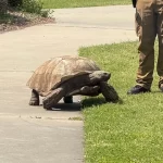 tartaruga-“foge”-de-instituto-e-mobiliza-policia-nos-eua