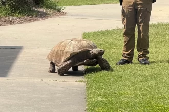 tartaruga-“foge”-de-instituto-e-mobiliza-policia-nos-eua