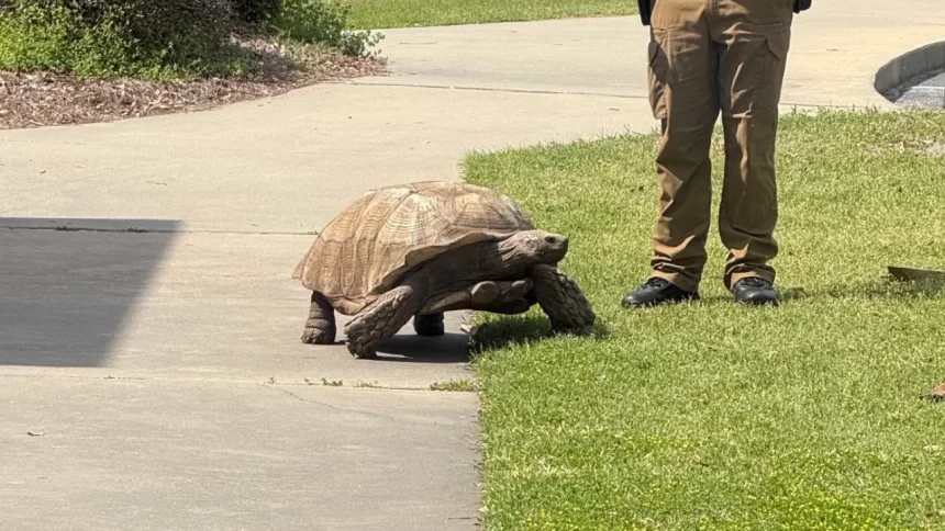 tartaruga-“foge”-de-instituto-e-mobiliza-policia-nos-eua