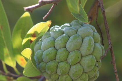 voce-conhece-os-beneficios-da-pinha?-nutricionista-explica-por-que-a-fruta-merece-entrar-no-seu-cardapio