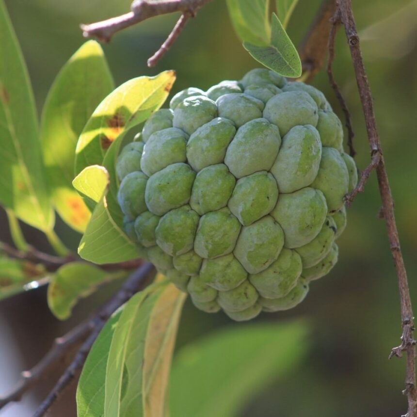 voce-conhece-os-beneficios-da-pinha?-nutricionista-explica-por-que-a-fruta-merece-entrar-no-seu-cardapio