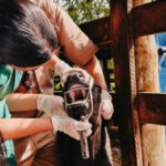 com-vigilancia-ativa-contra-febre-aftosa-em-bovinos,-governo-do-tocantins-assegura-sanidade-e-mercados-para-a-carne-tocantinense-–-secom-to