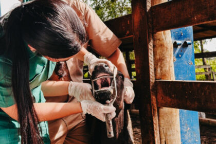 com-vigilancia-ativa-contra-febre-aftosa-em-bovinos,-governo-do-tocantins-assegura-sanidade-e-mercados-para-a-carne-tocantinense-–-secom-to