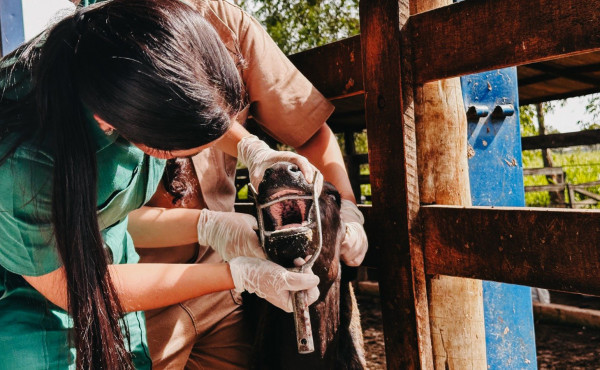 com-vigilancia-ativa-contra-febre-aftosa-em-bovinos,-governo-do-tocantins-assegura-sanidade-e-mercados-para-a-carne-tocantinense-–-secom-to