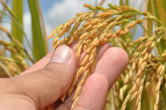 politicas-do-governo-do-tocantins-garantem-crescimento-de-16%-na-lavoura-e-9%-no-rebanho-bovino