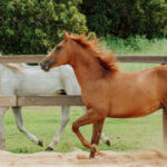 adapec-suspende-temporariamente-exigencia-de-vacina-contra-influenza-equina-no-tocantins-apos-recomendacao-do-ministerio-da-agricultura