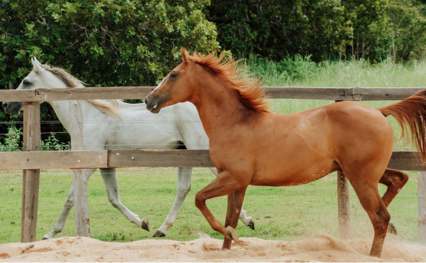 adapec-suspende-temporariamente-exigencia-de-vacina-contra-influenza-equina-no-tocantins-apos-recomendacao-do-ministerio-da-agricultura