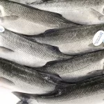 vigilancia-sanitaria-orienta-sobre-compra-de-pescado-na-semana-santa