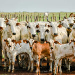 adapec-realiza-primeiro-curso-tecnico-sobre-rastreabilidade-bovina-no-tocantins-–-secom-to