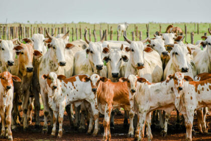 adapec-realiza-primeiro-curso-tecnico-sobre-rastreabilidade-bovina-no-tocantins-–-secom-to