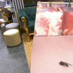 depois-do-filhote-de-passaro,-‘bbb-26’-recebe-visita-de-gamba-na-madrugada-da-festa;-veja-cenas-do-animal-na-casa