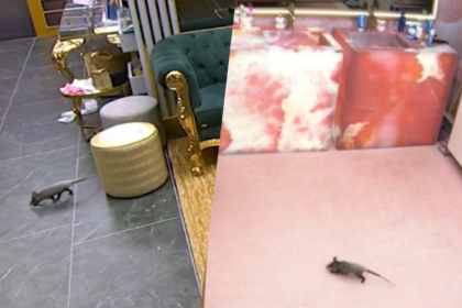 depois-do-filhote-de-passaro,-‘bbb-26’-recebe-visita-de-gamba-na-madrugada-da-festa;-veja-cenas-do-animal-na-casa