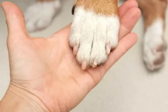 cadela-e-resgatada-apos-passar-tres-dias-presa-em-carro-em-copacabana