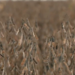 acumulo-de-chuva-prejudica-colheita-de-soja-e-plantio-de-milho-no-tocantins;-entenda