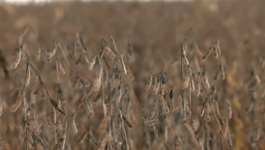 acumulo-de-chuva-prejudica-colheita-de-soja-e-plantio-de-milho-no-tocantins;-entenda