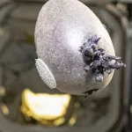 astronauta-mostra-“batata-alienigena”-no-espaco-e-viraliza