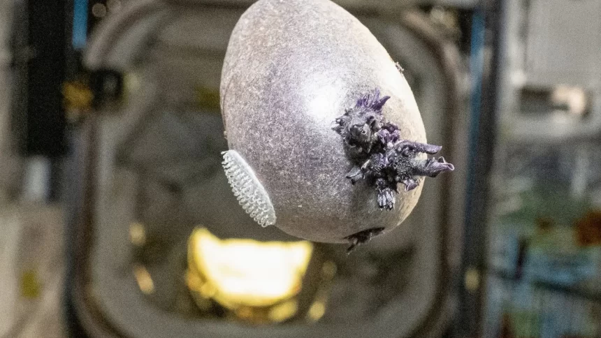 astronauta-mostra-“batata-alienigena”-no-espaco-e-viraliza