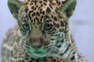 onca-pintada-nascida-no-bioparque-vale-amazonia-ganha-o-nome-de-xingu