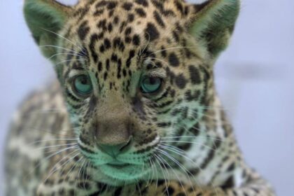 onca-pintada-nascida-no-bioparque-vale-amazonia-ganha-o-nome-de-xingu