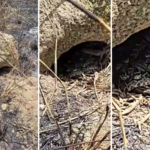 tocantins-soma-1,5-mil-picadas-de-serpentes-em-pouco-mais-de-dois-anos;-veja-cuidados