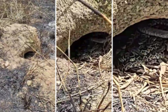 tocantins-soma-1,5-mil-picadas-de-serpentes-em-pouco-mais-de-dois-anos;-veja-cuidados