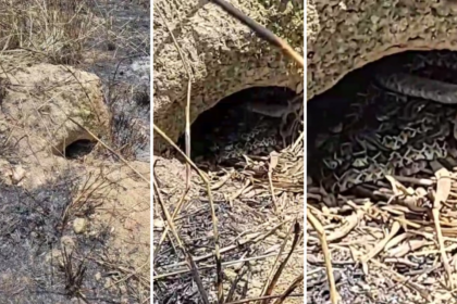 tocantins-soma-1,5-mil-picadas-de-serpentes-em-pouco-mais-de-dois-anos;-veja-cuidados