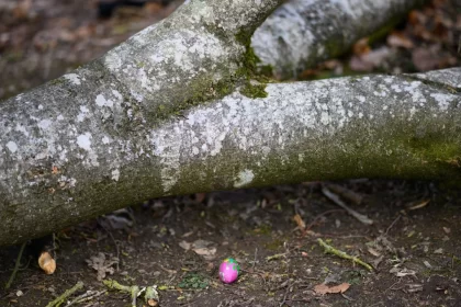 tragedia-em-caca-a-ovos-na-alemanha:-3-mortos,-incluindo-bebe;-veja