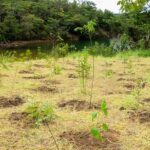 parque-nao-inclui-area-destinada-a-salvar-brb,-diz-associacao