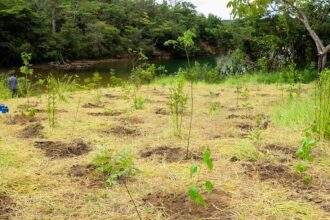 parque-nao-inclui-area-destinada-a-salvar-brb,-diz-associacao