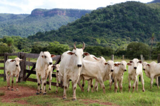 governo-do-tocantins-avanca-na-rastreabilidade-bovina-e-inicia-projetos-piloto-em-propriedades-rurais-–-secom-to