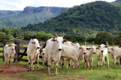 governo-do-tocantins-avanca-na-rastreabilidade-bovina-e-inicia-projetos-piloto-em-propriedades-rurais-–-secom-to