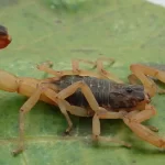 primeira-morte-do-ano-por-picada-de-escorpiao-acende-alerta