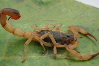 primeira-morte-do-ano-por-picada-de-escorpiao-acende-alerta