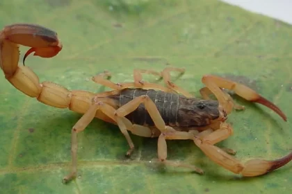 primeira-morte-do-ano-por-picada-de-escorpiao-acende-alerta