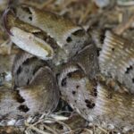 jararaca,-cascavel-e-outra-veja-quais-sao-as-serpentes-que-mais-causam-acidentes-no-tocantins