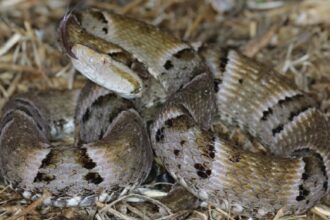 jararaca,-cascavel-e-outra-veja-quais-sao-as-serpentes-que-mais-causam-acidentes-no-tocantins