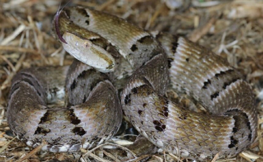 jararaca,-cascavel-e-outra-veja-quais-sao-as-serpentes-que-mais-causam-acidentes-no-tocantins